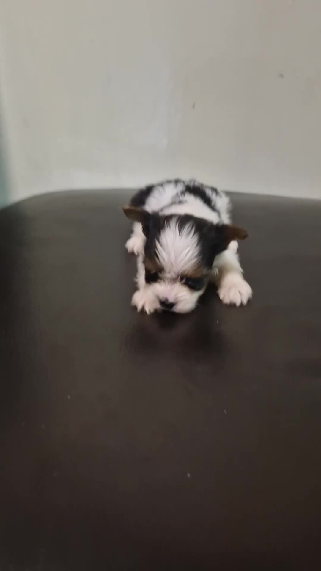 Biewer Terrier dogs for sale: Pure Miniature Biewer Terrier Puppies - Video 2