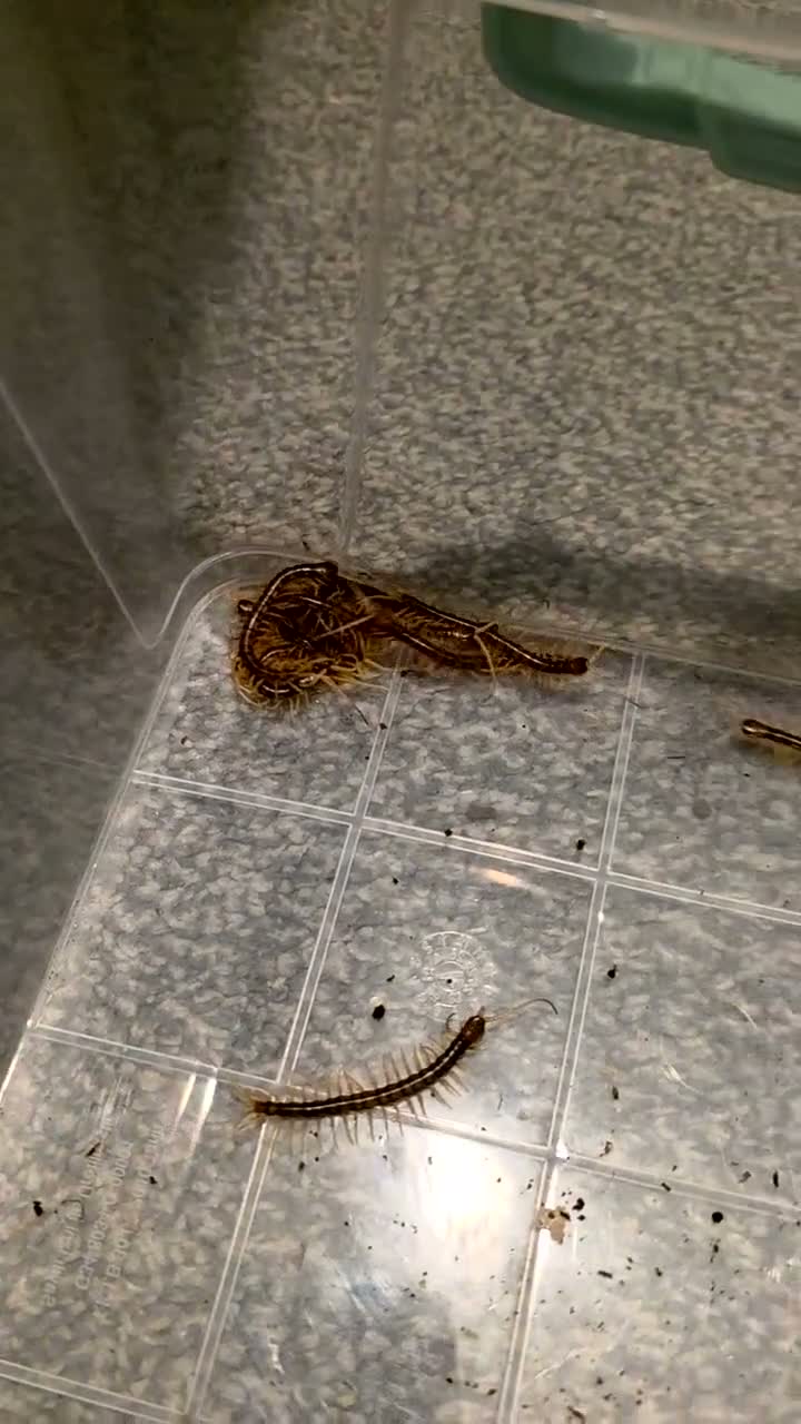 Mixed Breed invertebrates for sale: Mixed invertebrates for sale *see description*  - Video 1