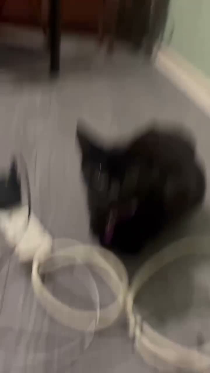 British Shorthair cats for sale: Black kitten  - Video 1