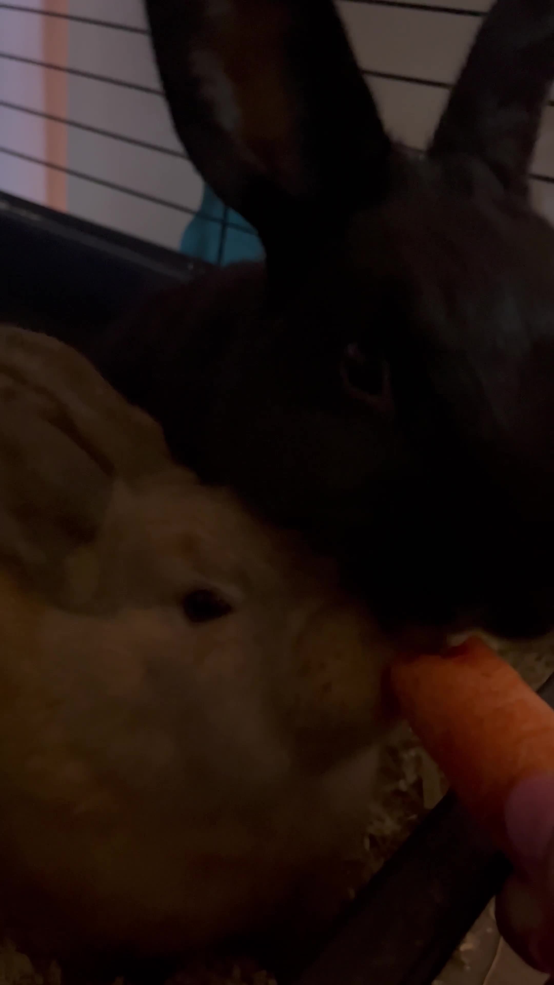 Mixed Breed rabbits for sale: Lana & Luna 🐰🤎🖤 - Video 3