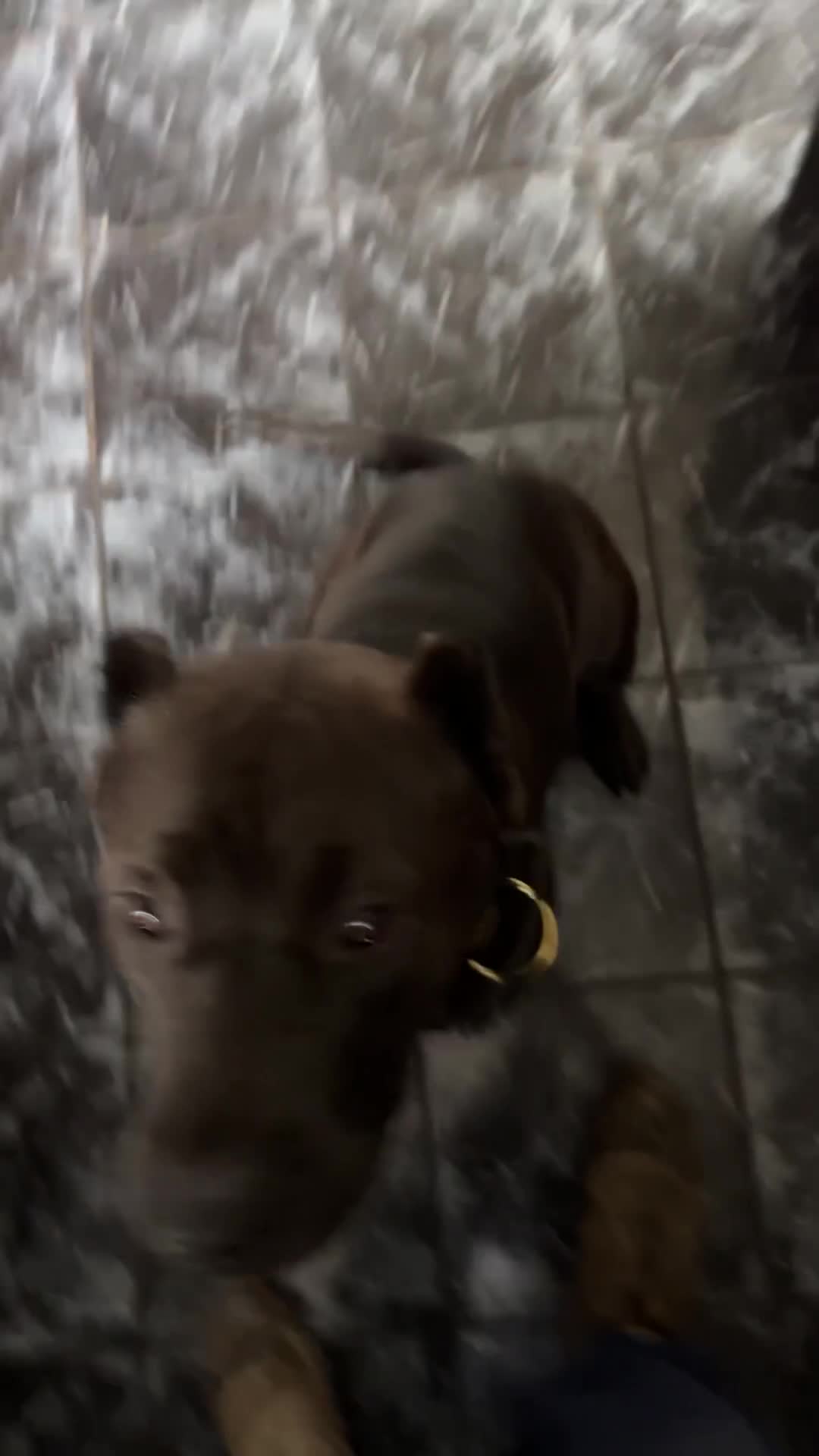 Mastiff dogs for sale: Betty - Video 1