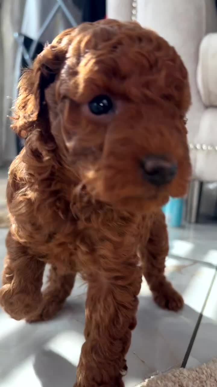 Miniature Poodle dogs for stud:  ⭐️KC PRINCE CHARMING BLUE BOY MINIATURE POODLE⭐️ - Video 1