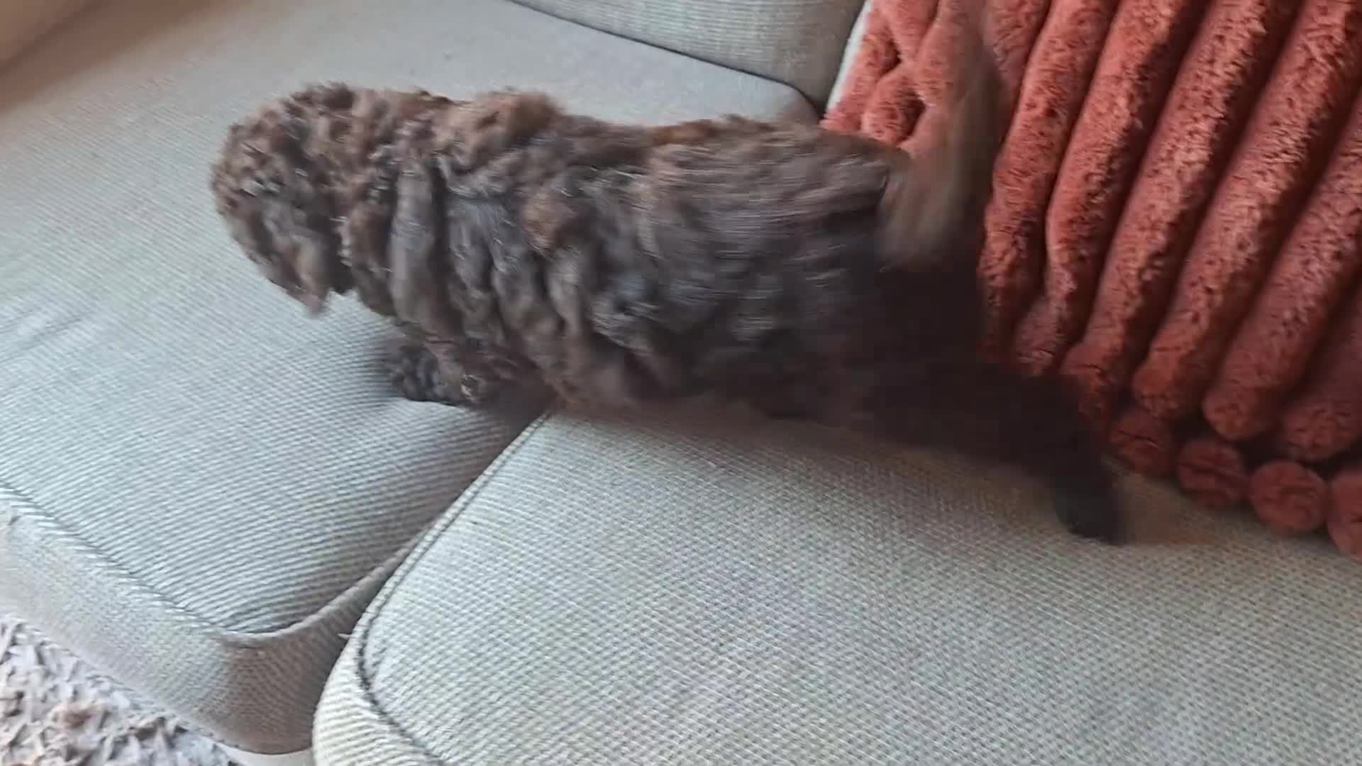 Miniature Poodle dogs for sale: Ready to go- mini choc boys - Video 2
