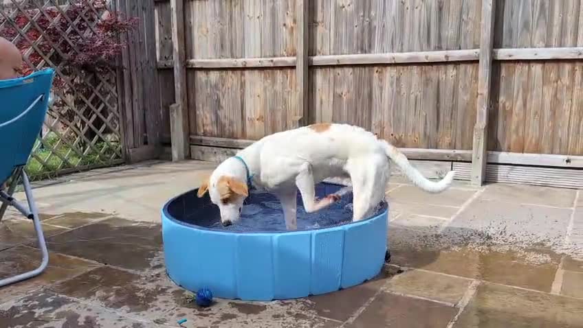Mixed Breed dogs for adoption: 🌿 Meet Milo – Your Next Adventure Buddy! 🐾 - Video 1