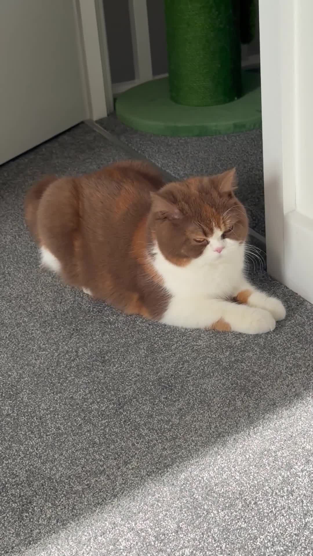 British Shorthair cats for sale: Beautiful cinnamon tortie white ticked TICA reg - Video 1