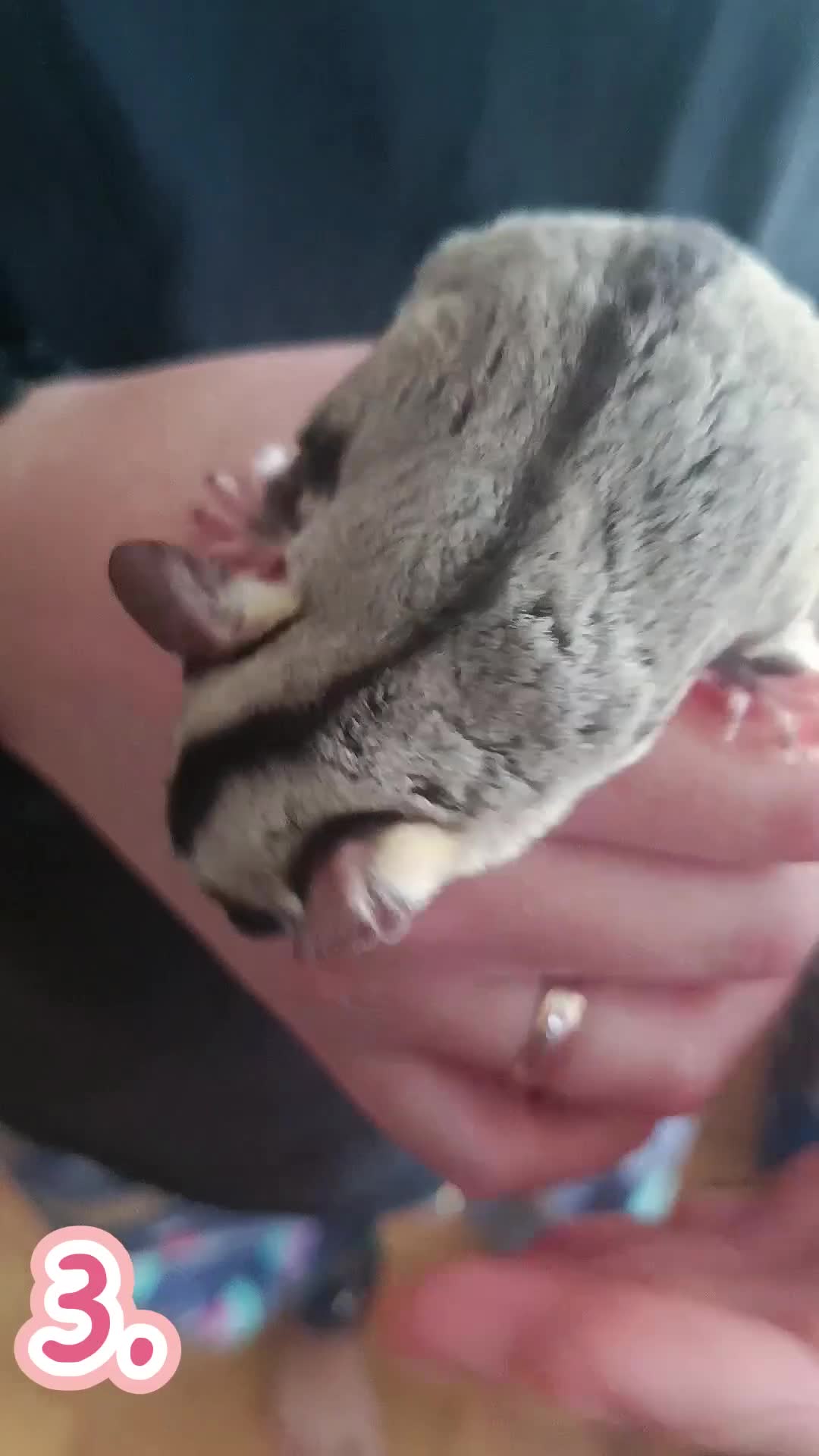 Sugar Glider rodents for sale: adult sugar gliders 🐾 - Video 4