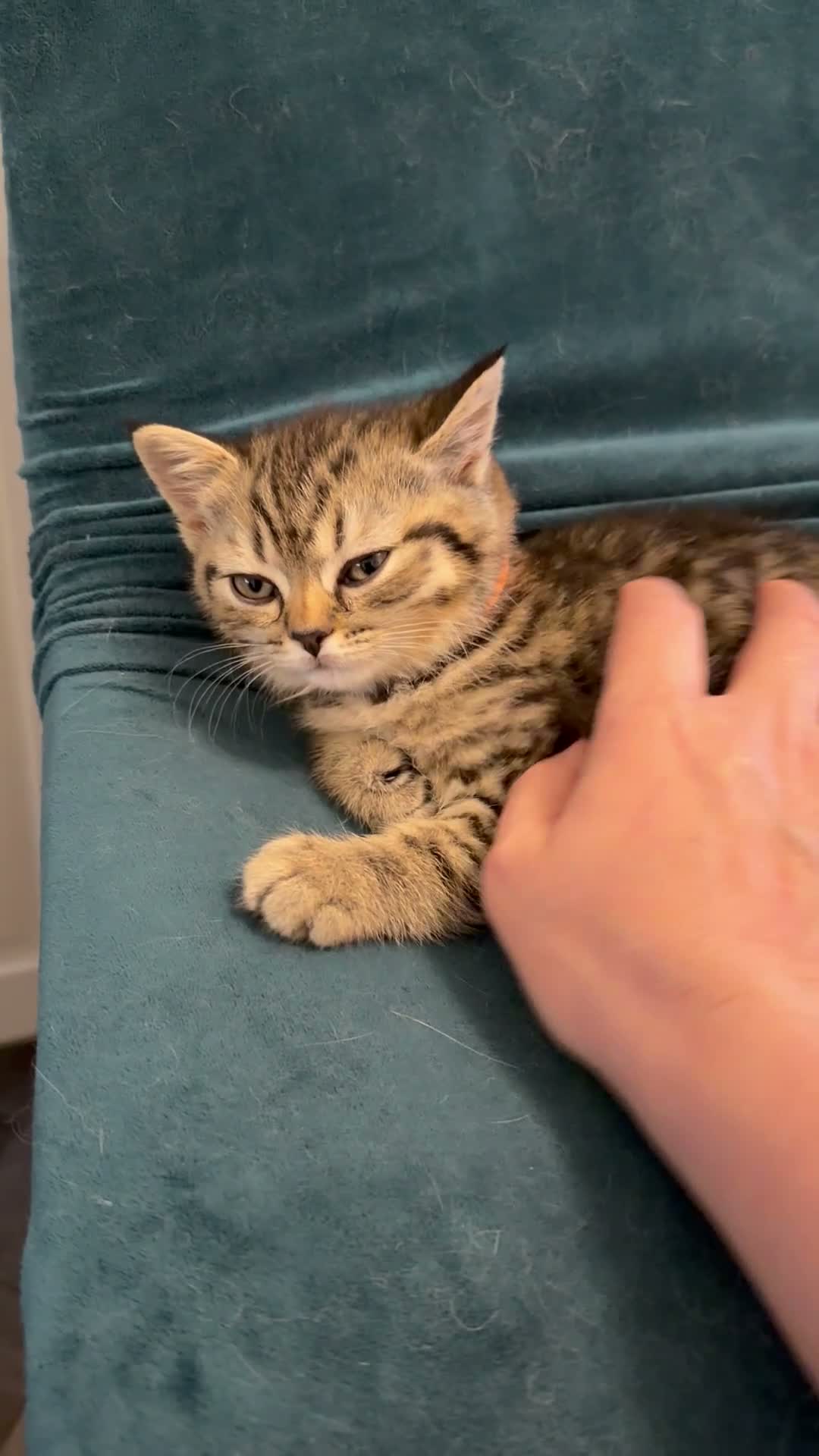 British Shorthair cats for sale: BSH golden chinchila Tica registered 💝🌟🥇🥇🥇🥇 - Video 2