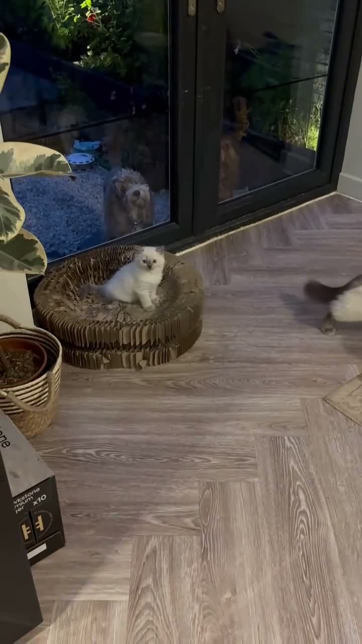 Ragdoll cats for sale: Ragdoll x British long hair - Video 2