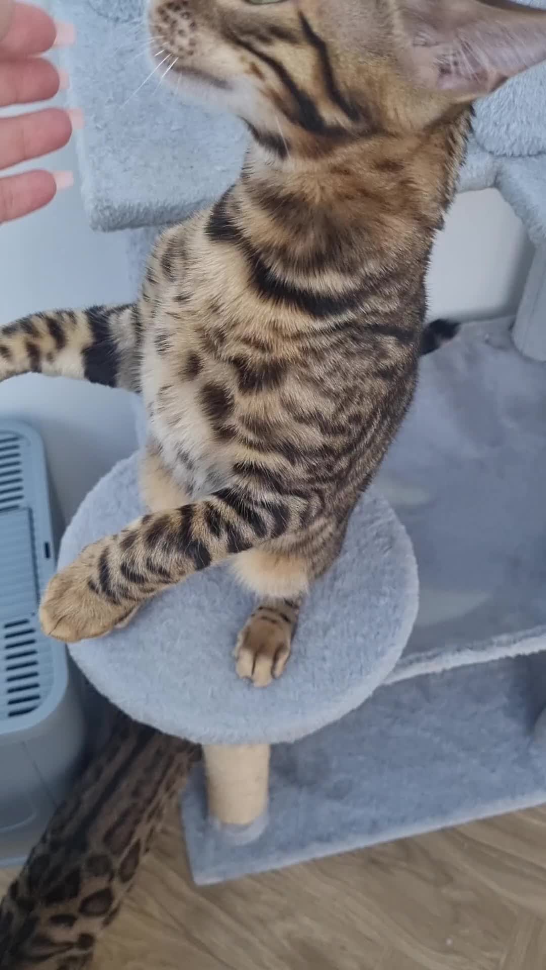Bengal cats for sale: With breeder rights - Video 1