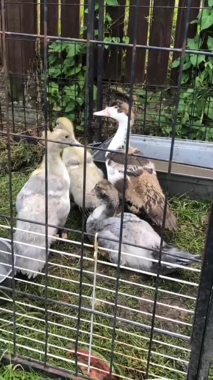 Ducks poultry for sale: Muscovy  - Video 2