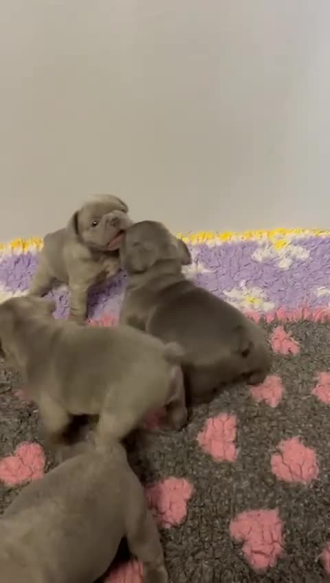 French Bulldog dogs for sale: Quality healthy french bulldog males - Video 1