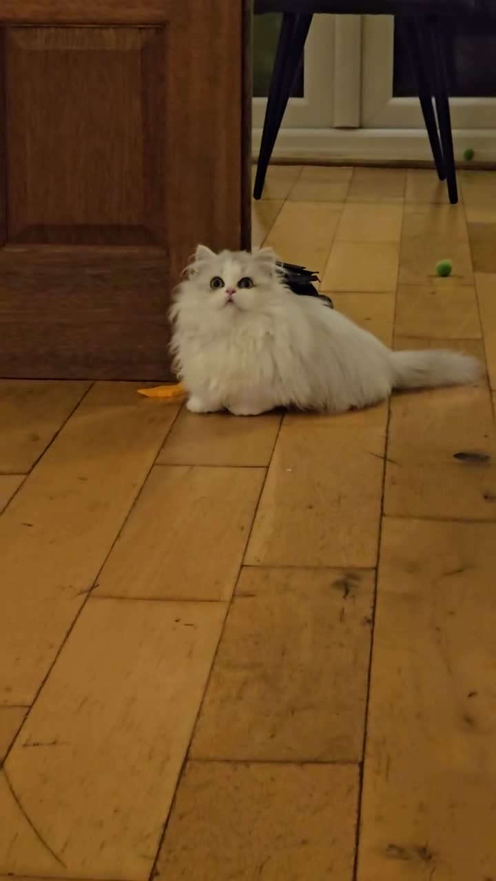 Munchkin cats for sale: 2 munchkin kittens  - Video 2