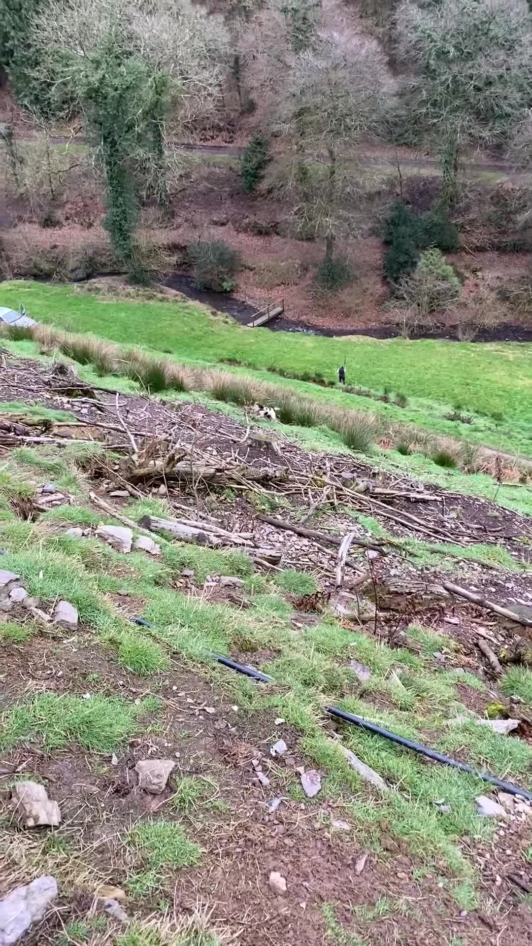 English Springer Spaniel dogs for sale: Working springer spaniels  - Video 3