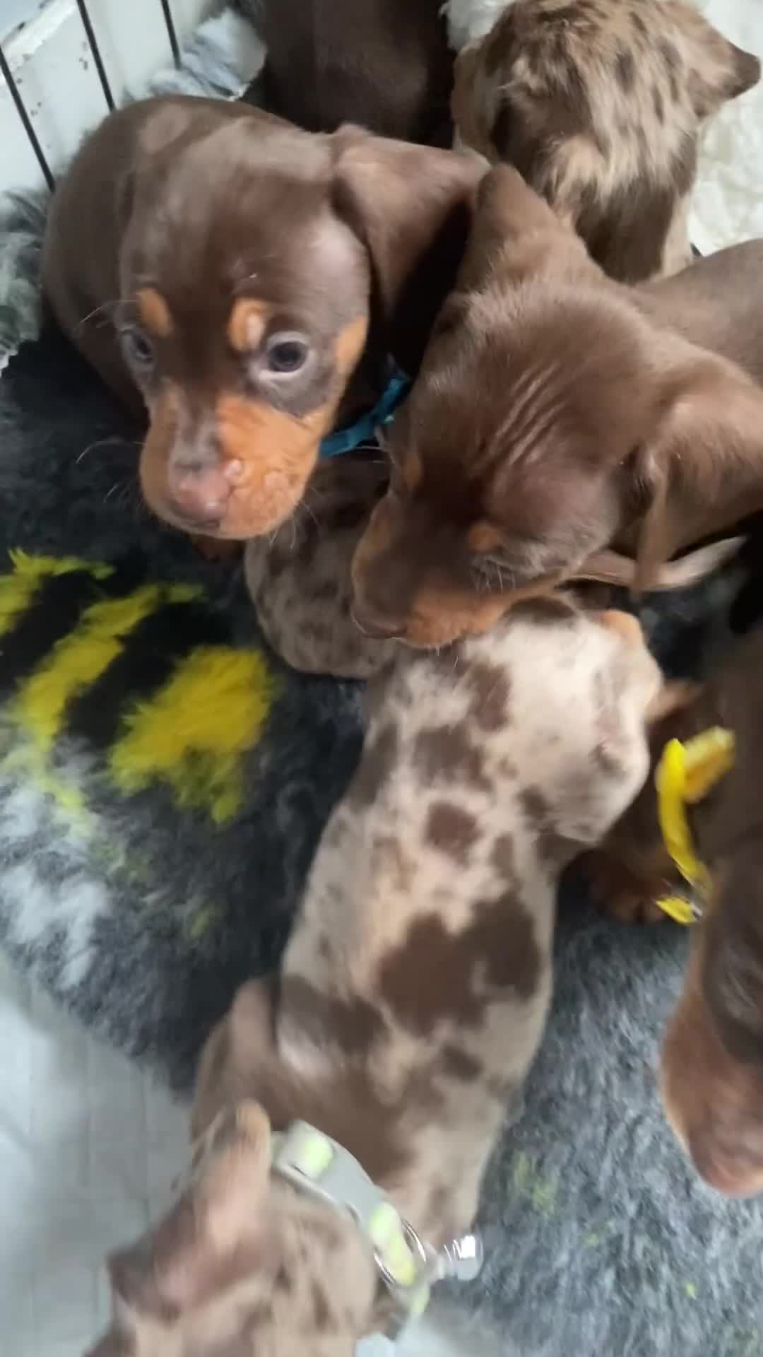 Miniature Dachshund dogs for sale: Reduced Kc miniature dachshund ready now - Video 1