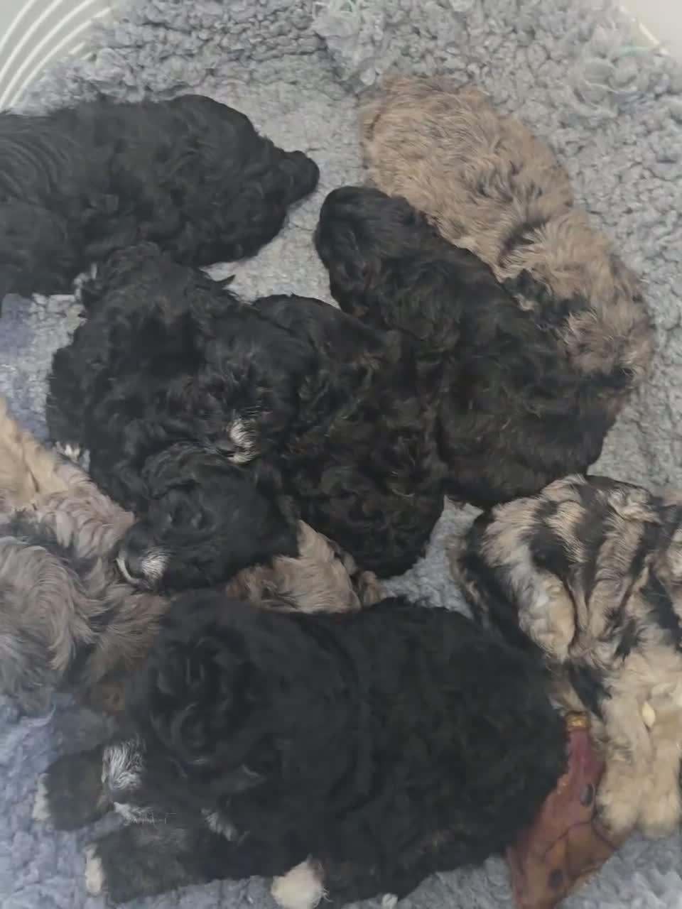 Cavapoochon dogs for sale: Cavapoochon puppies  - Video 2