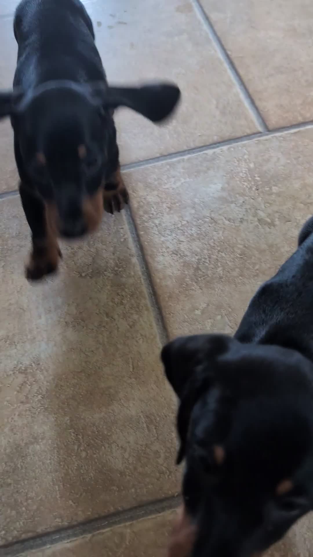 Miniature Dachshund dogs for sale: Quality KC/ PRA clear Miniature Dachshund Puppies  - Video 1
