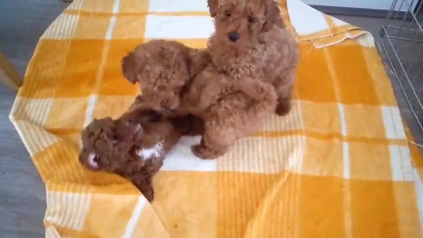 Toy Poodle dogs for sale: Champion blood Beautiful solid red KC toy poodle - Video 2