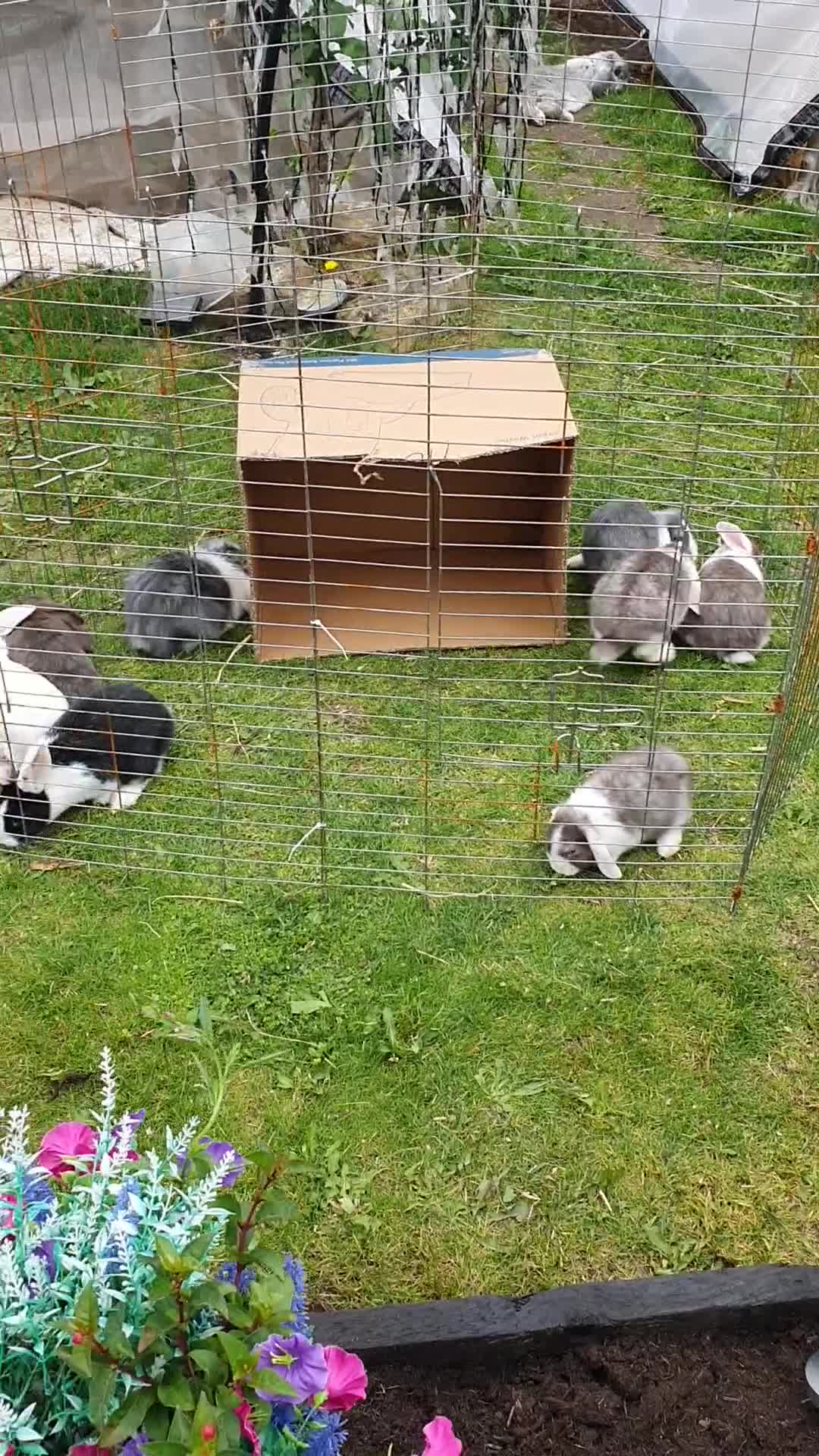 Mixed Breed rabbits for sale: Baby rabbits mini lop  - Video 1