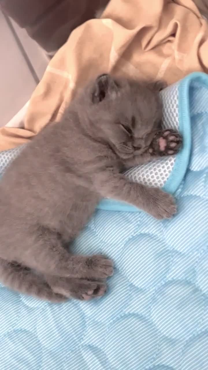 British Shorthair cats for sale: British shorthair kitten - Video 1