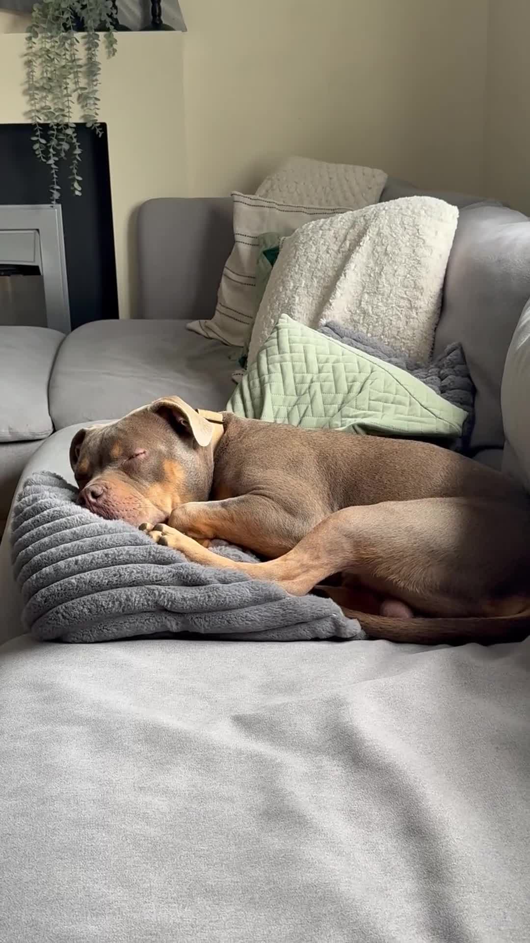 Mixed Breed dogs for sale: 6 months bulldog x staffy  - Video 3