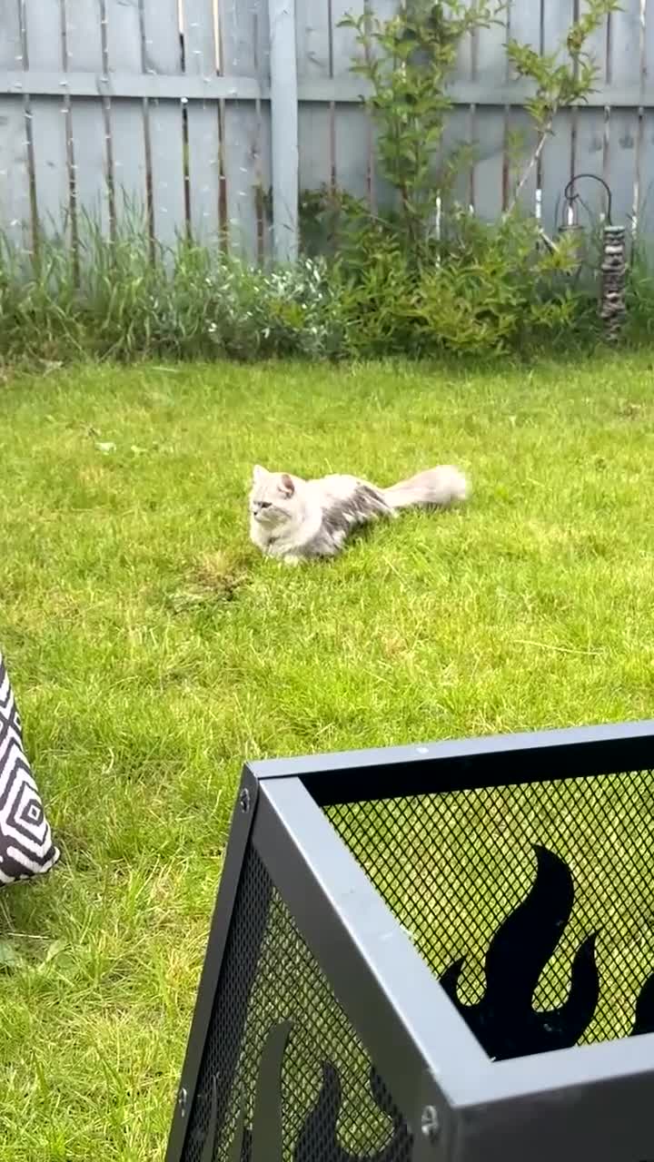 Ragdoll cats for sale: 11-Month-Old Female Persian/Ragdoll Cross in Stockton-on-Tees - Video 1