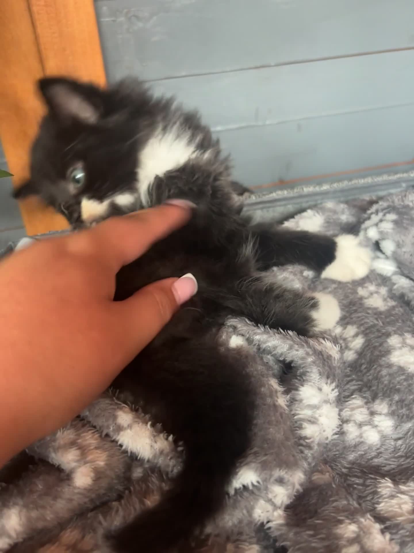 Ragdoll cats for sale: 3 beautiful ragdoll kittens available  - Video 2