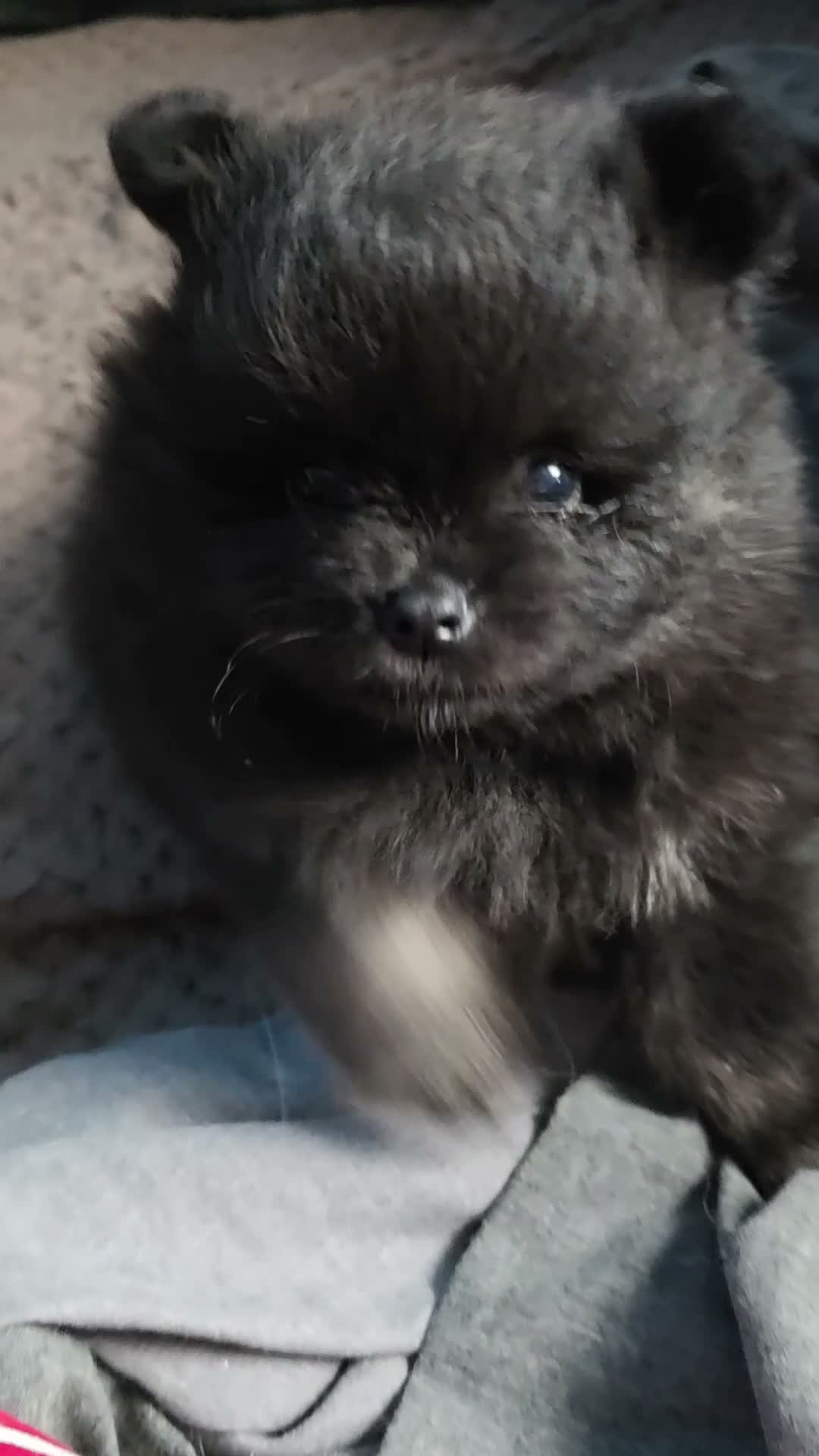 Pomeranian dogs for sale: Beautiful KC Registered Pomeranian Puppies - Video 5