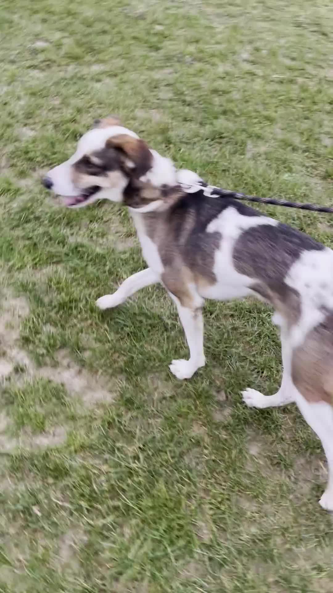 Mixed Breed dogs for sale: Sweet boy Hudson looking for his family  - Video 4