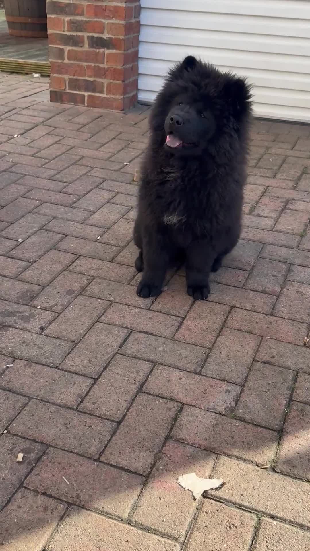 Chow Chow dogs for sale:  🐾 LAST TWO Ready to go STUNNING GIRL chow chows* - Video 5