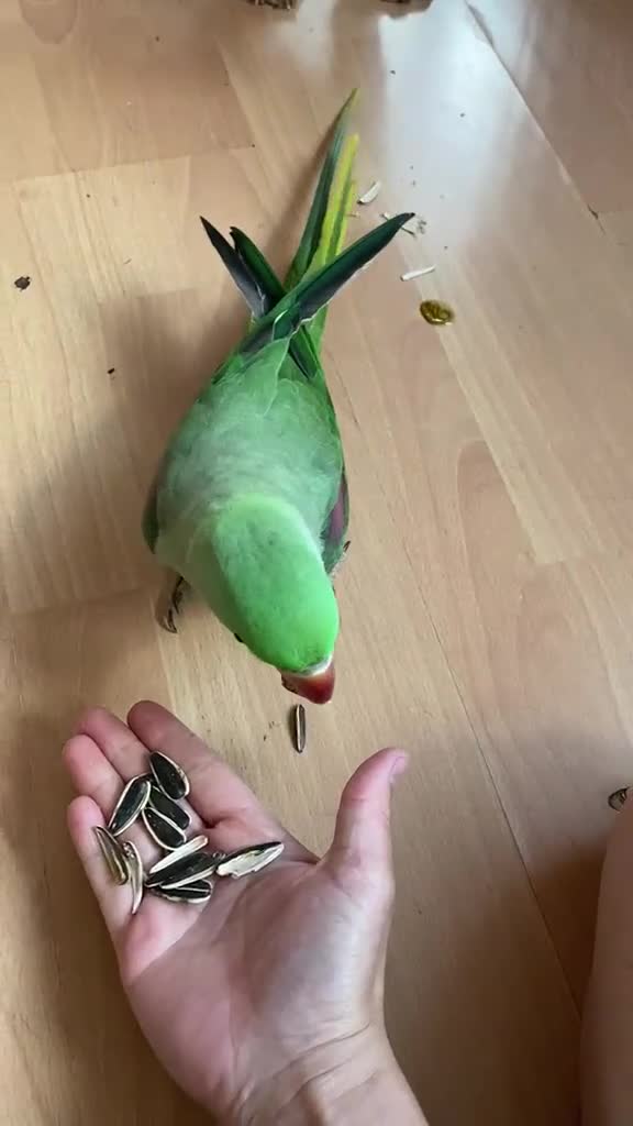 Conures birds for sale: Alexandrine Parakeet male Parrot 21 months old  - Video 2