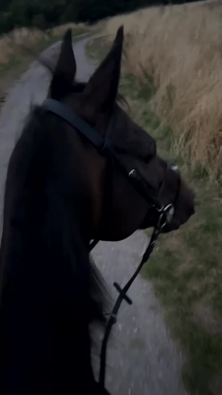 Irish Thoroughbred horses for sale: King 15.3hh aged 15 - Video 4