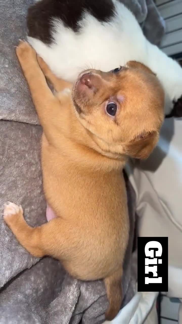 Chihuahua dogs for sale: Two beautiful Chihuahua puppy’s for sale.  - Video 2