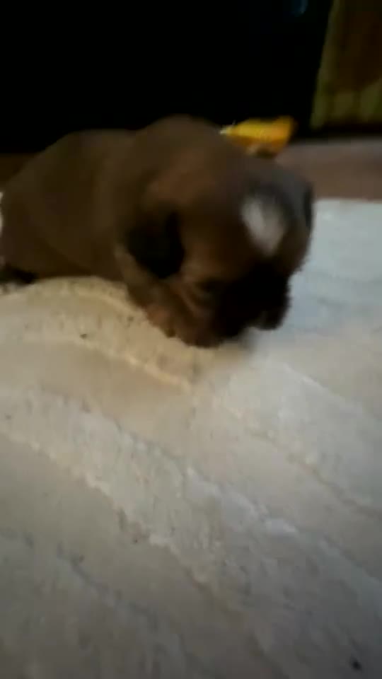 Shih Tzu dogs for sale: Shih Tzu’s  - Video 3