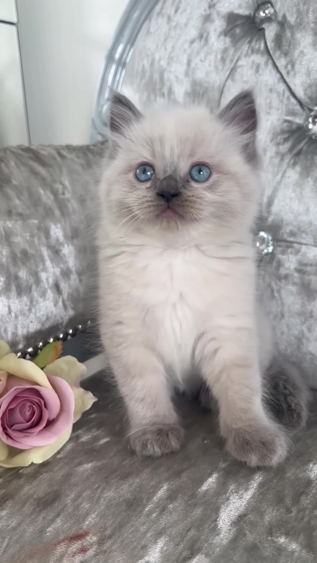Mixed Breed cats for sale: READY NOW RAGDOLL BRITISH BLUE CROSS KITTENS - Video 2