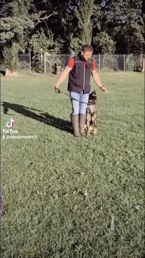 German Shepherd dogs for sale: Working line GSD pups  - Video 1