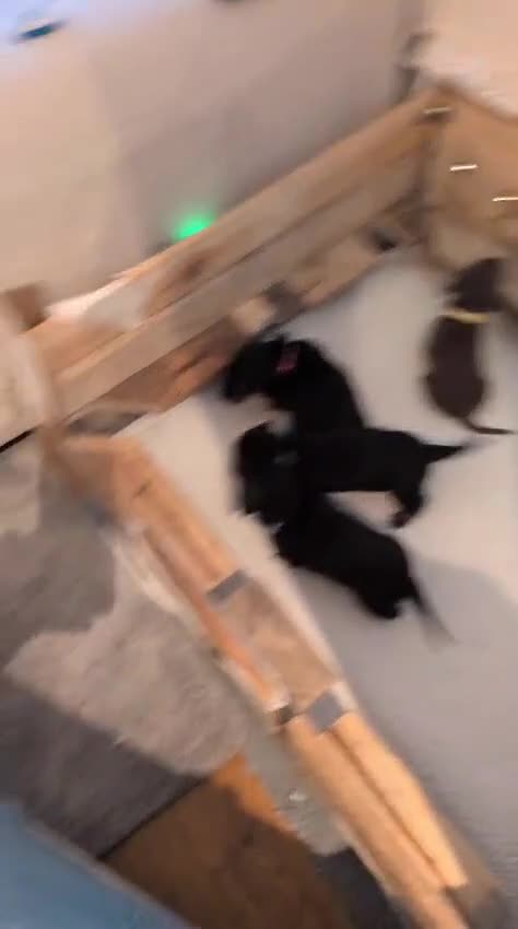 Dachshund dogs for sale: Dachshund Puppies ready to go, KC Registered Lines - Video 2