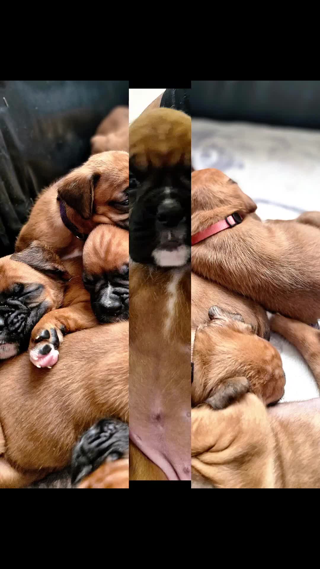 Boxer dogs for sale: Gorgeous Litter of 9 KC Registered Boxer Puppies - Video 1