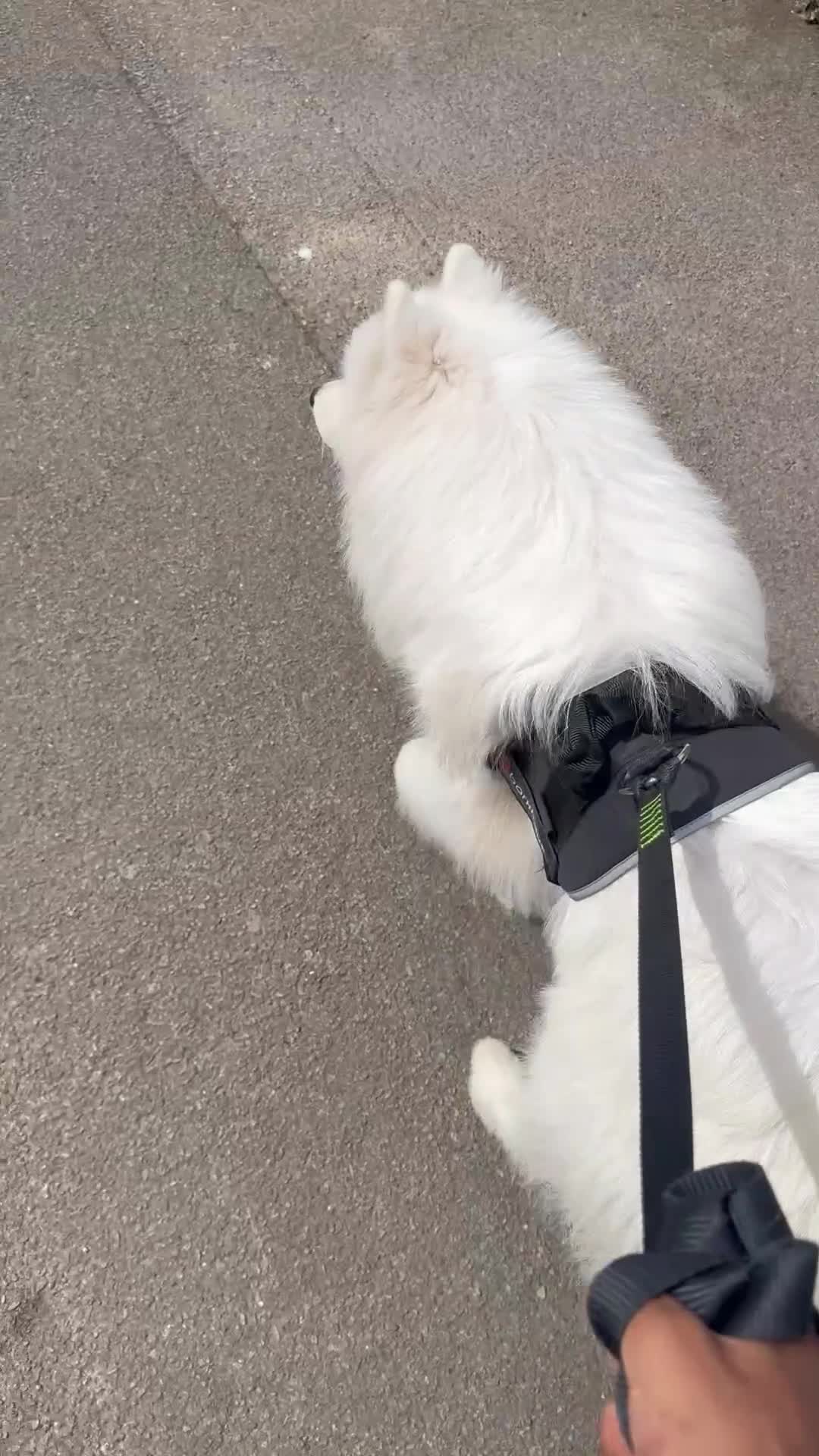 Samoyed dogs for sale: URGENT Male Samoyed 11 months old - Video 2