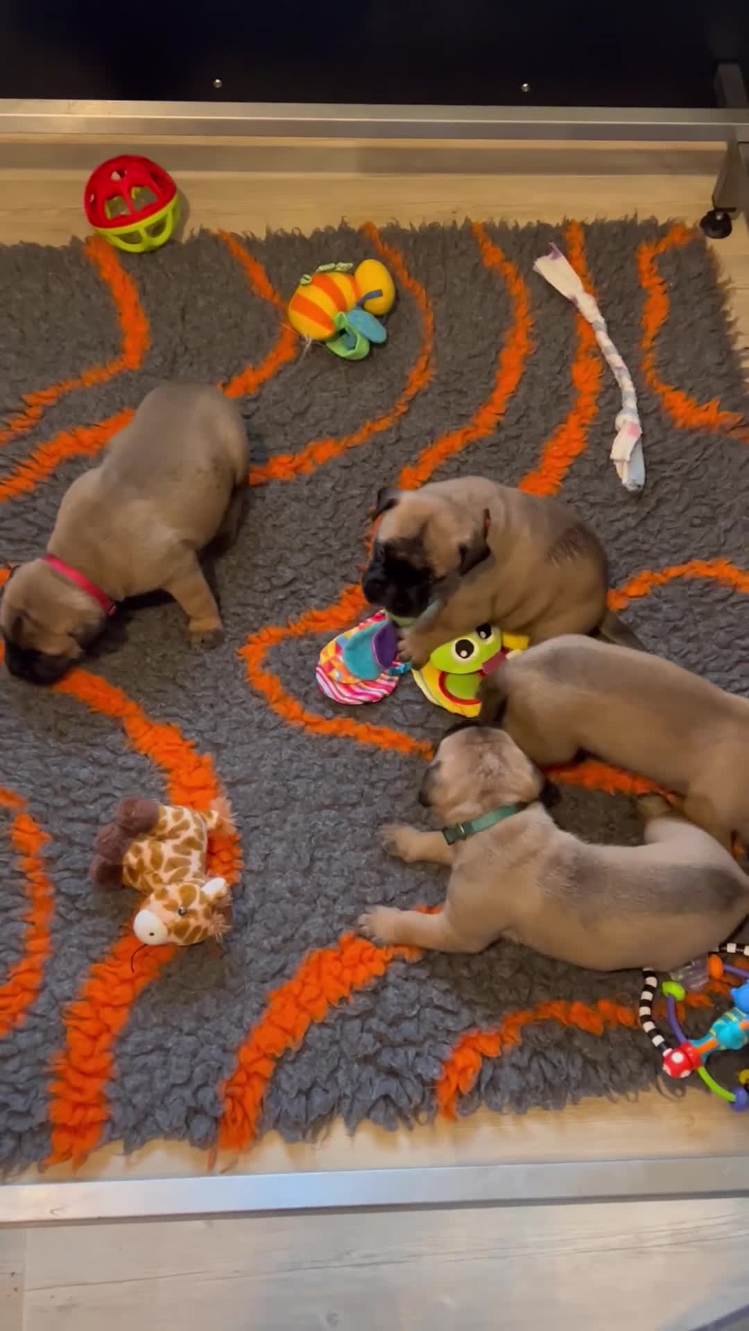 Bullmastiff dogs for sale: KC Litter of Bullmastiff’s  - Video 1
