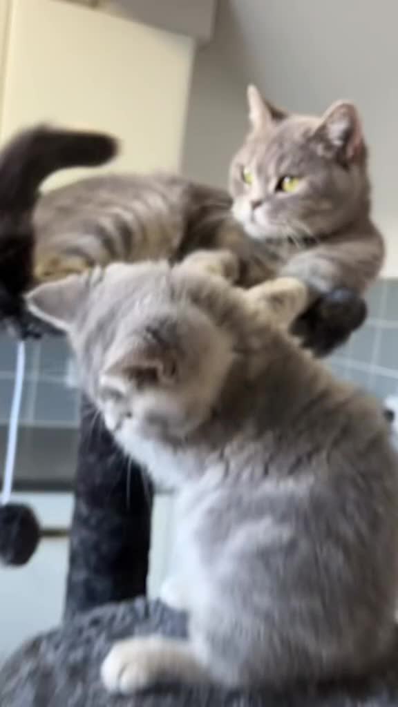 British Shorthair cats for sale: One male and one female remain - Video 3
