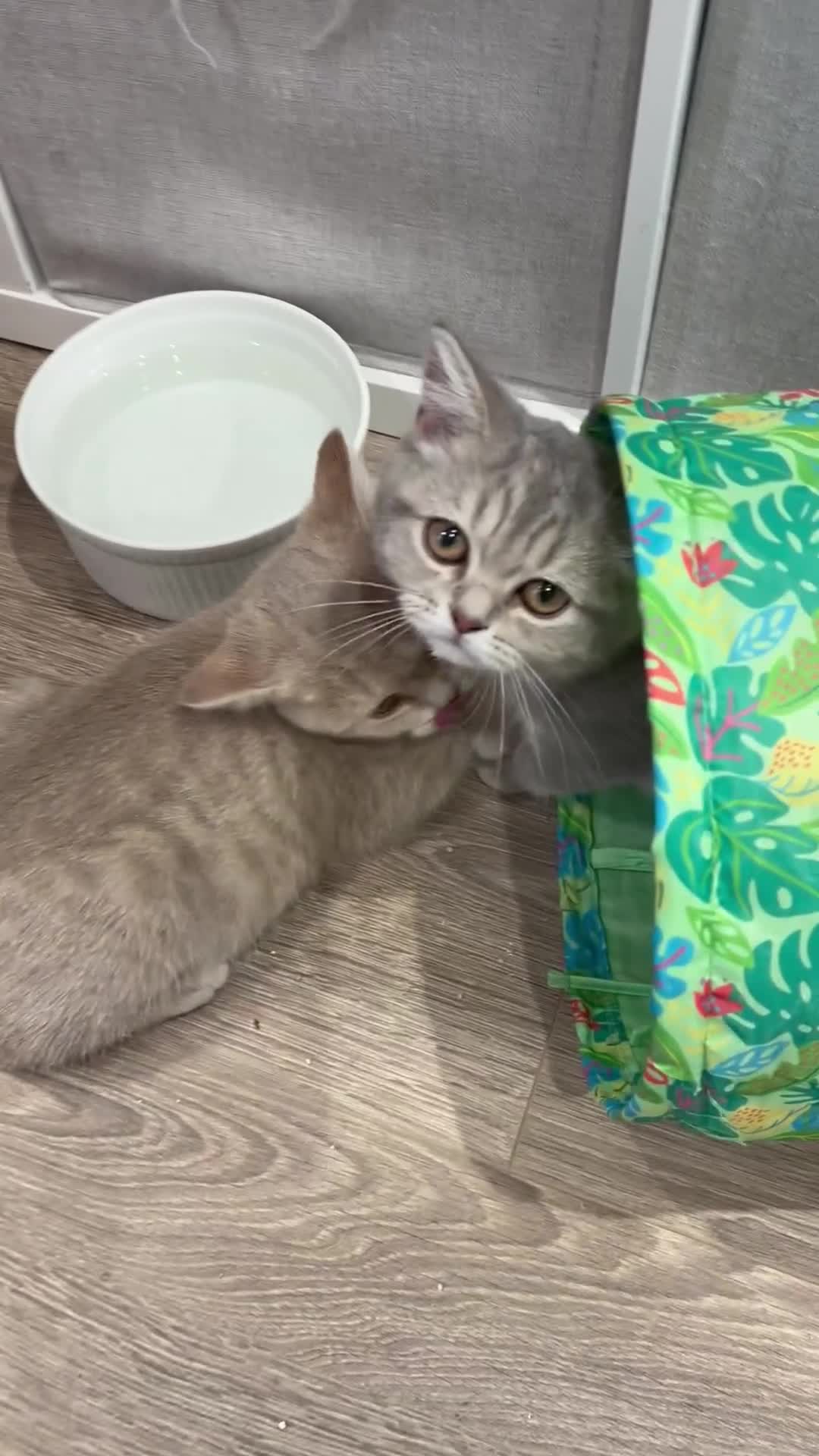 Scottish Fold cats for sale: Ready TICA reg stunning kittens available  - Video 4