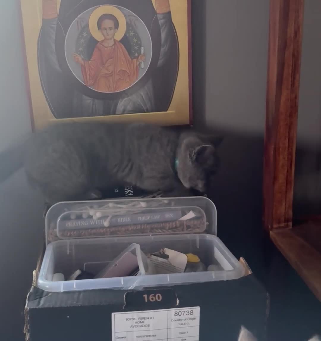 British Shorthair cats for sale: BSH BLUE/Grey kittens 2 gorgeous boys available - Video 5