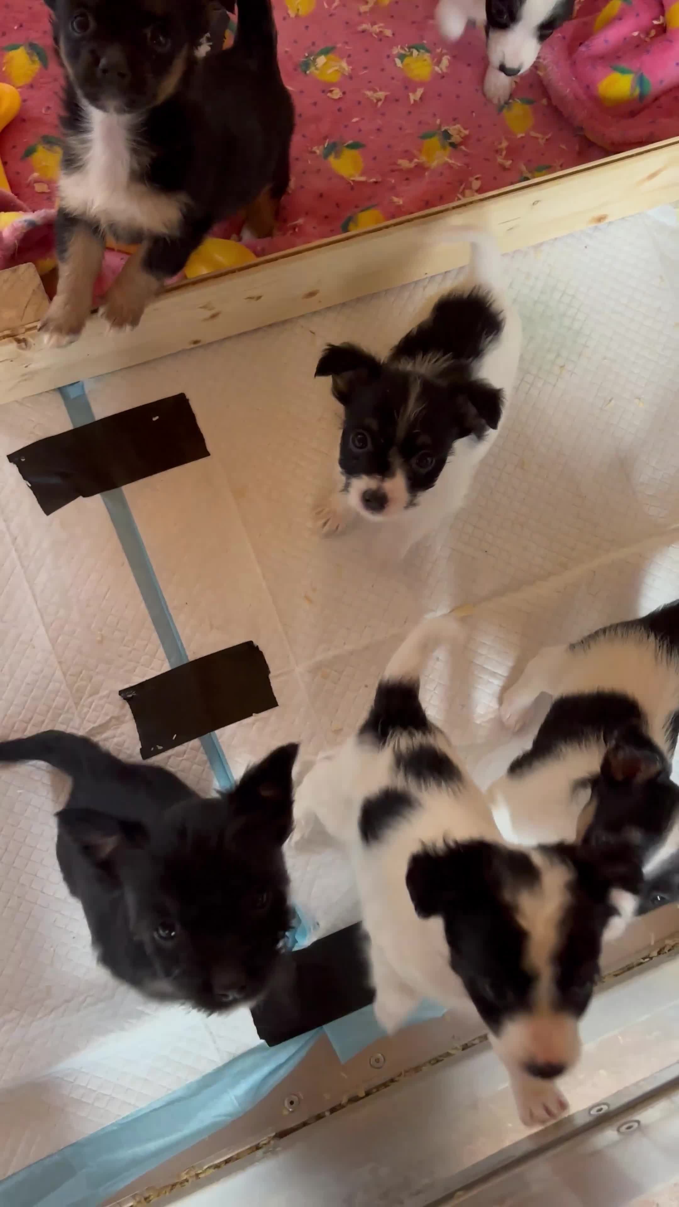 Mixed Breed dogs for sale: Bichon yorkie x miniature Jack Russell  - Video 1