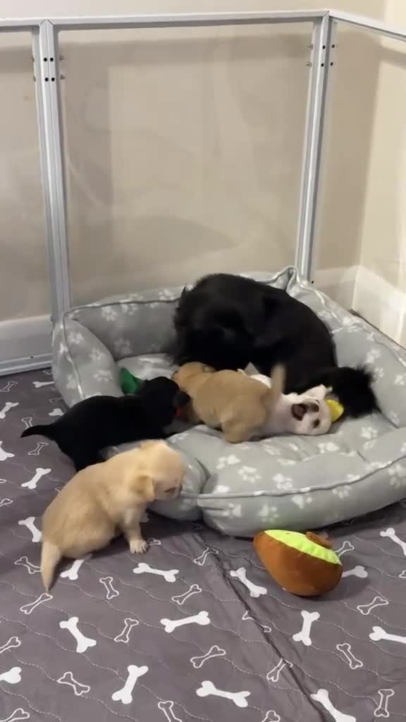 Chihuahua dogs for sale: Stunning Chihuahua Puppies Ready Soon 🐾 - Video 4