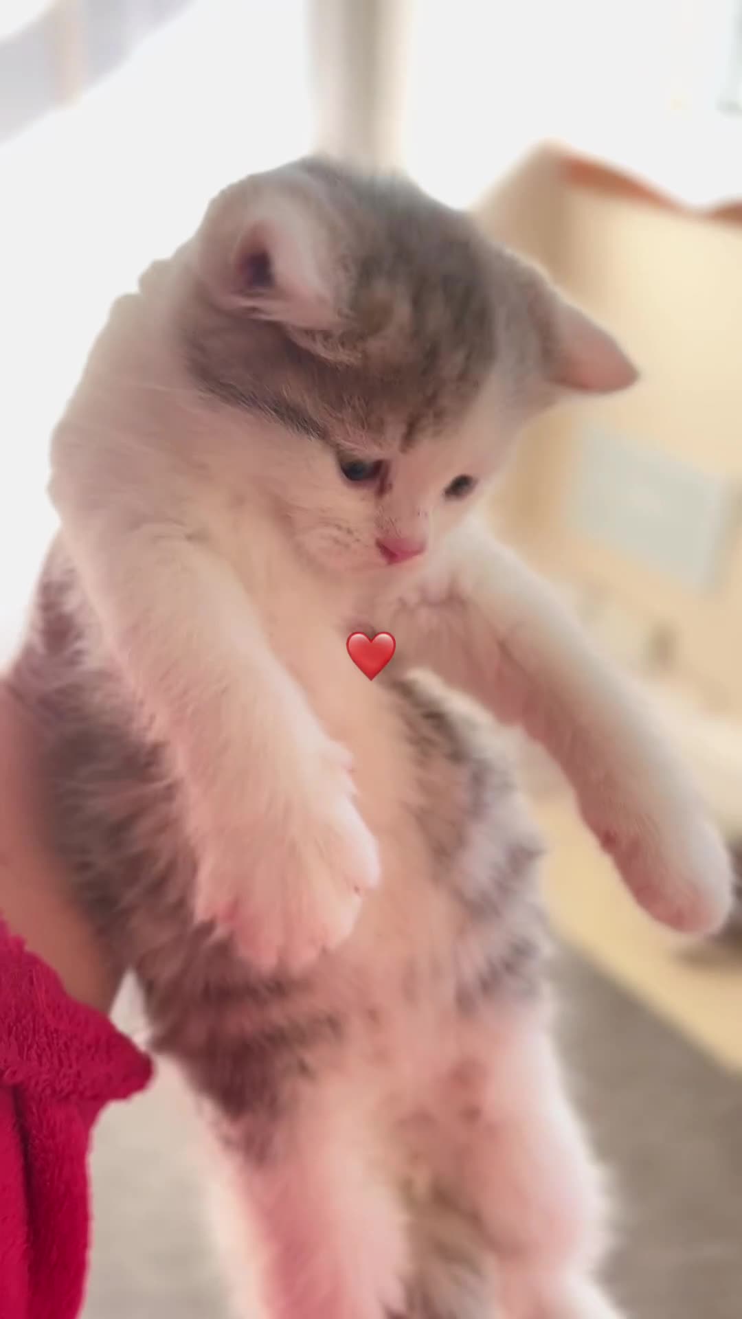 Mixed Breed cats for sale: Scotish straight and mixed  - Video 5