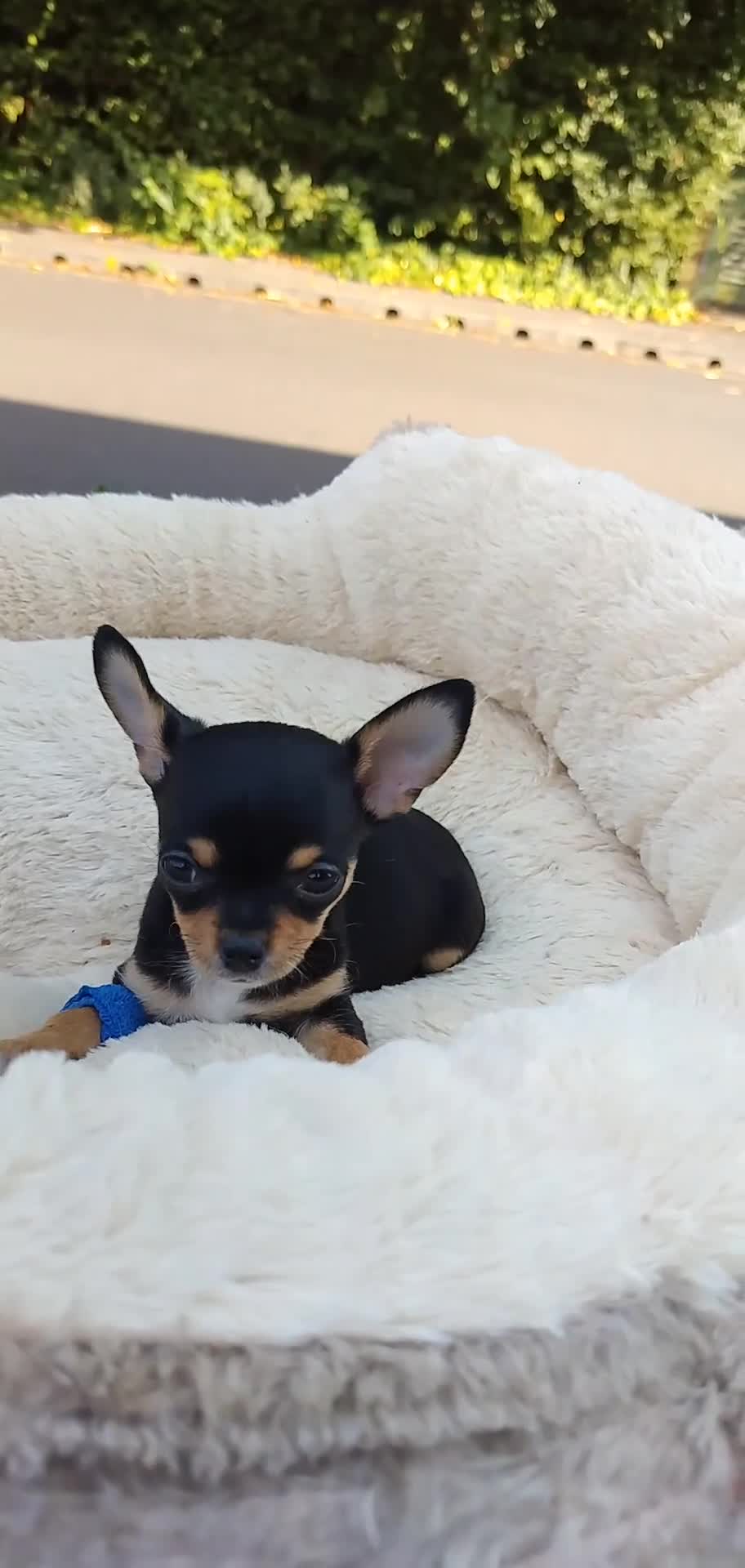 Chihuahua dogs for sale: S706AB - Video 3