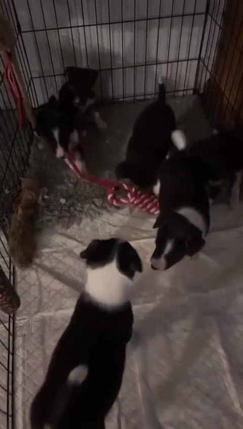 Border Collie dogs for sale: Border collie puppies - Video 1
