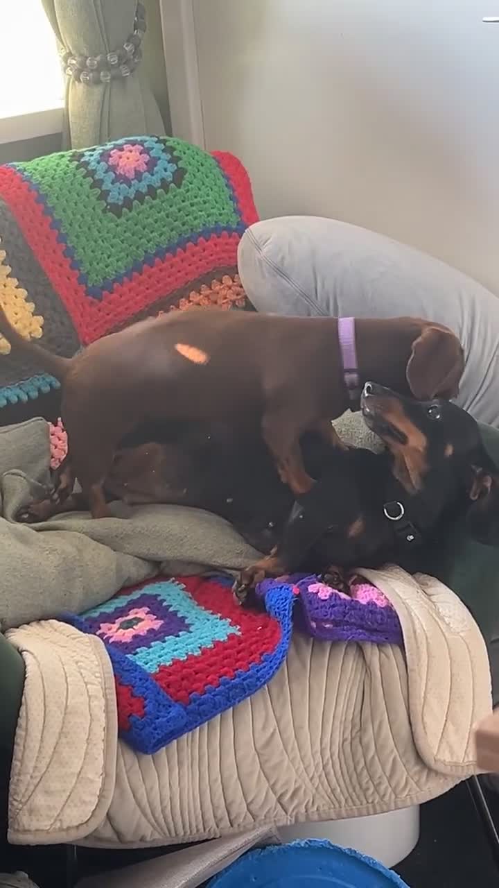 Dachshund dogs for sale: Black and Tan Dachshund Looking for a Loving Home  - Video 2