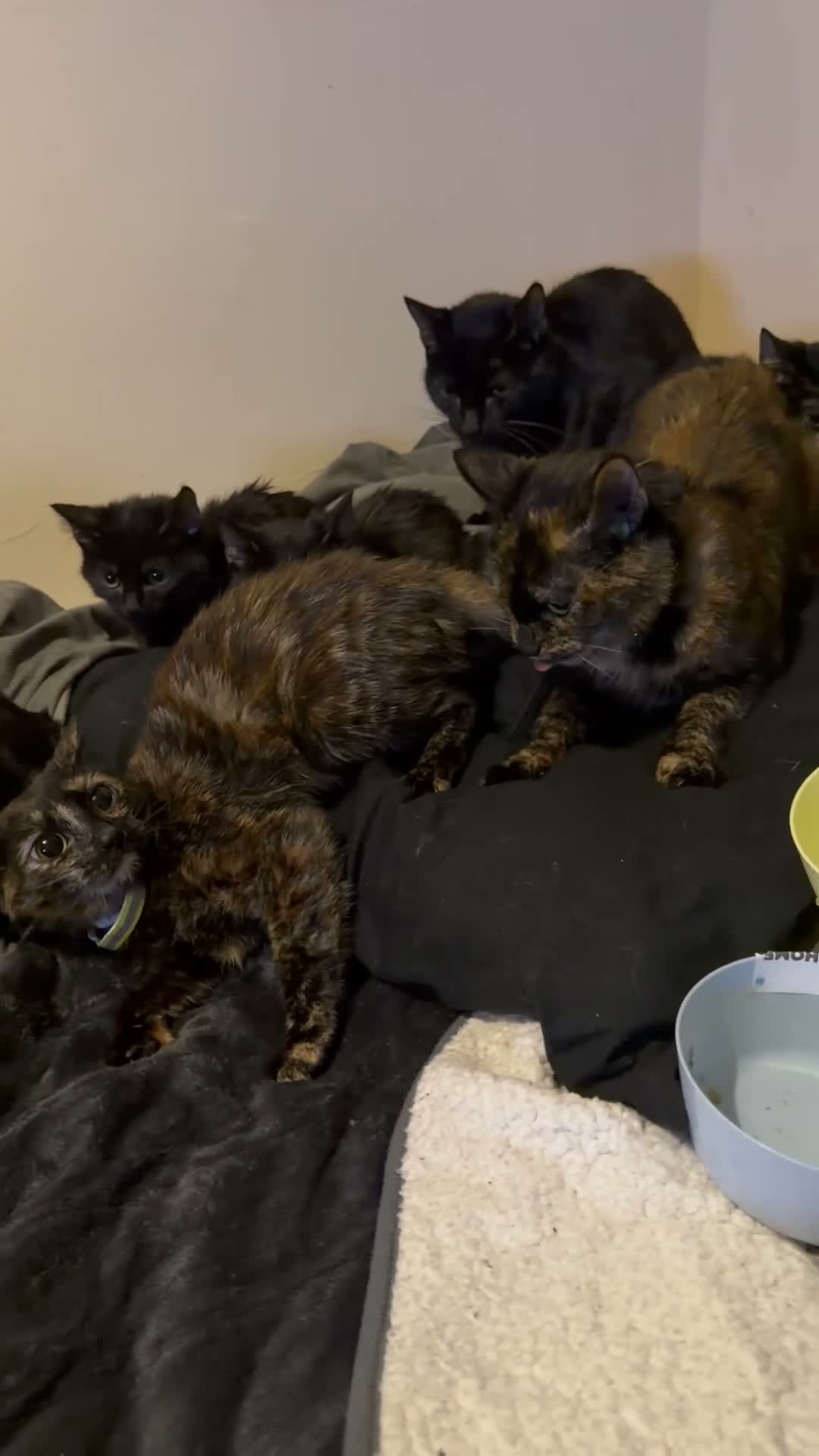 Mixed Breed cats for sale: Please read everyone’s descriptions (4 kittens) - Video 1