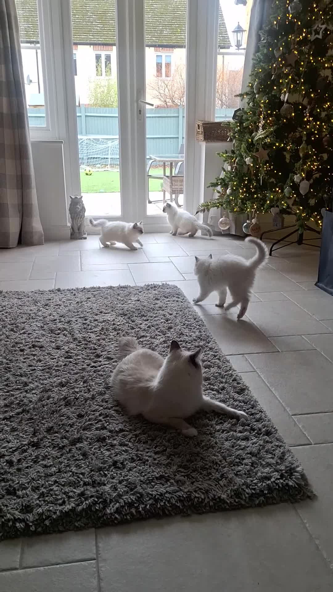 Ragdoll cats for sale: GCCF RAGDOLL KITTENS ( CHAMPION LINES) - Video 1